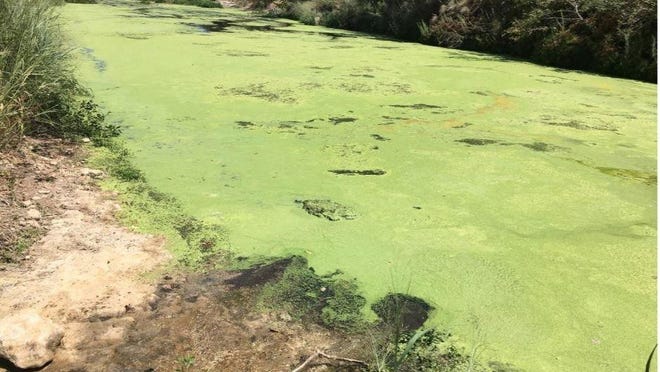 The South San Gabriel River downstream of the Liberty Hill Wastewater Treatment plant often gets clogged with algae when rainfall drops. On Thursday, state environmental officials ordered the treatment plant to reduce the amount of phosphorous it puts in the river.